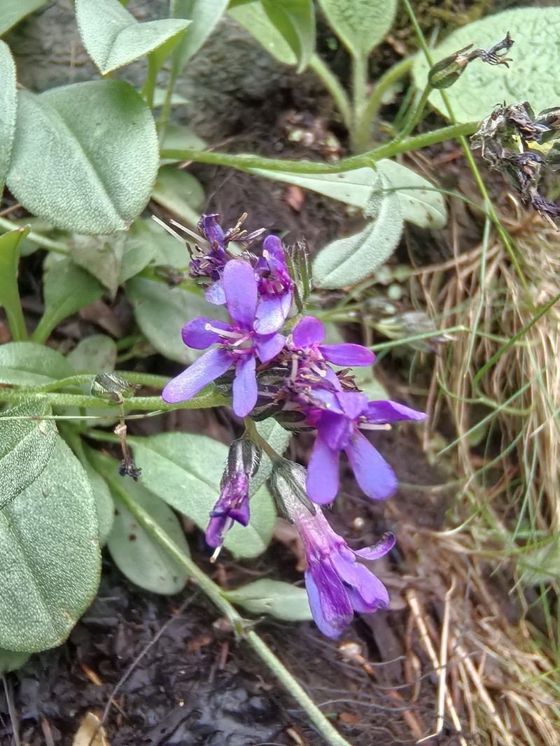 Decalepidanthus trollii photo 2