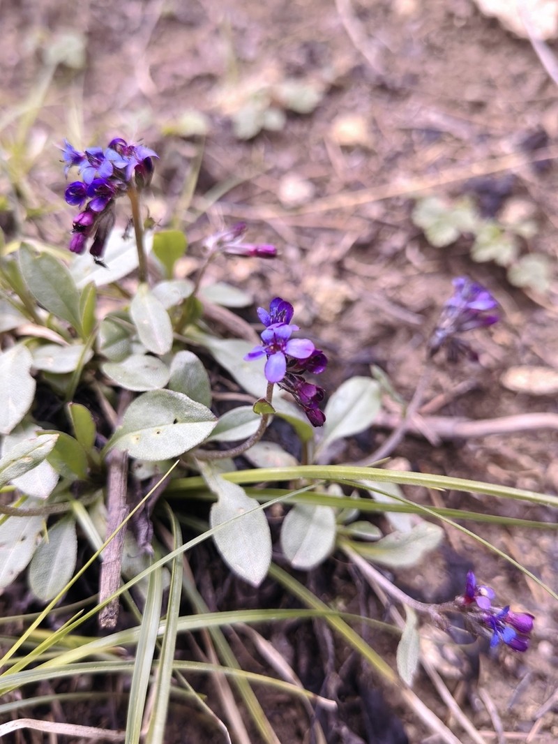 Decalepidanthus trollii photo 3