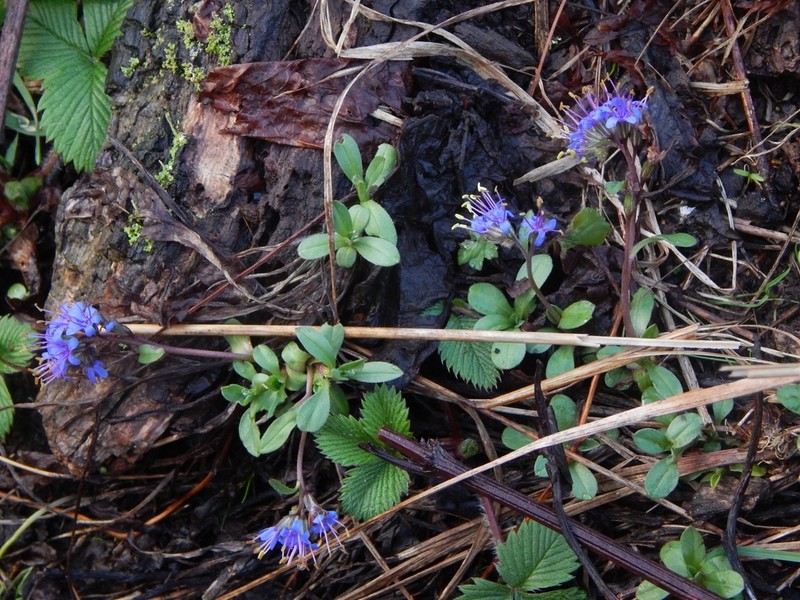 Decalepidanthus trollii photo 4