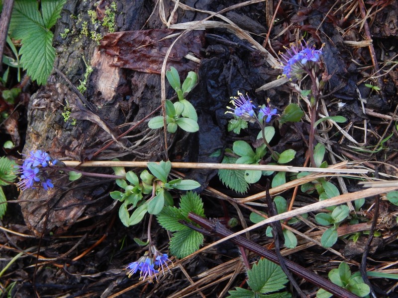 Decalepidanthus trollii photo 7
