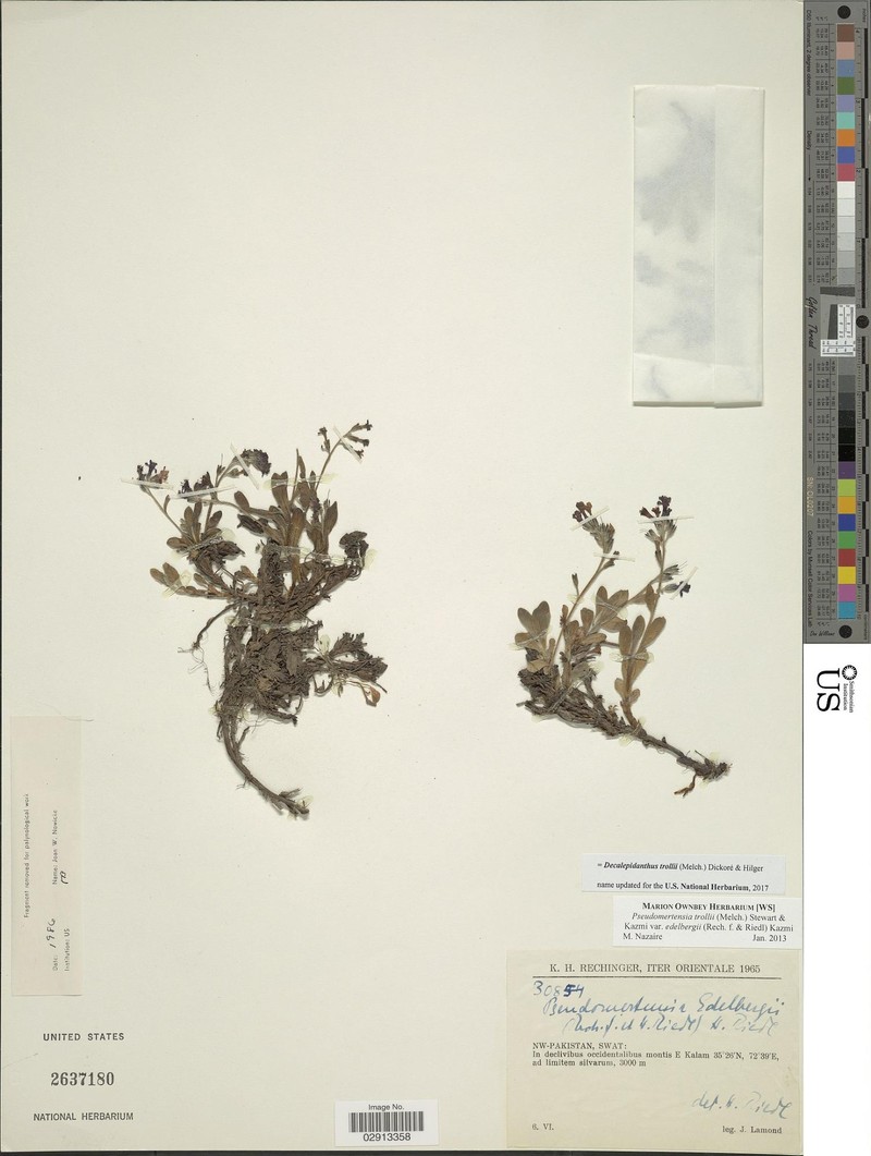 Decalepidanthus trollii photo 8