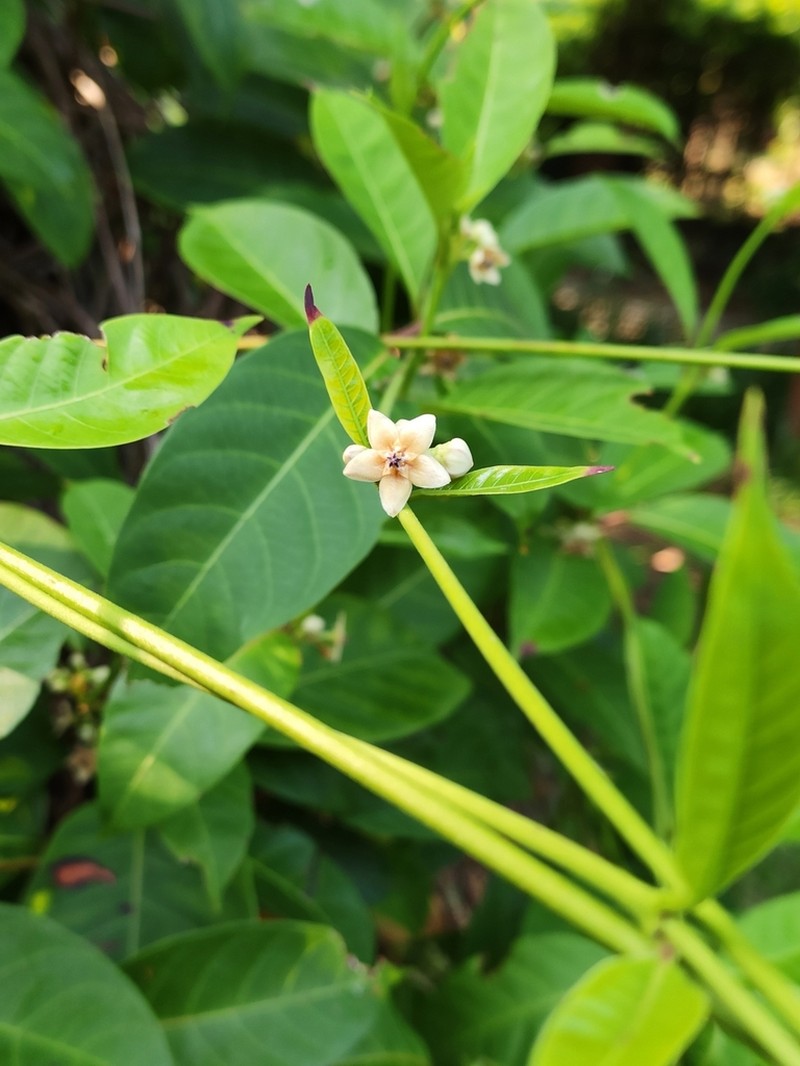 Decalepis khasiana photo 2