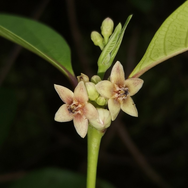 Decalepis khasiana photo 3