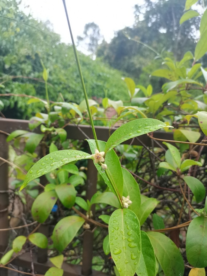 Decalepis khasiana photo 4