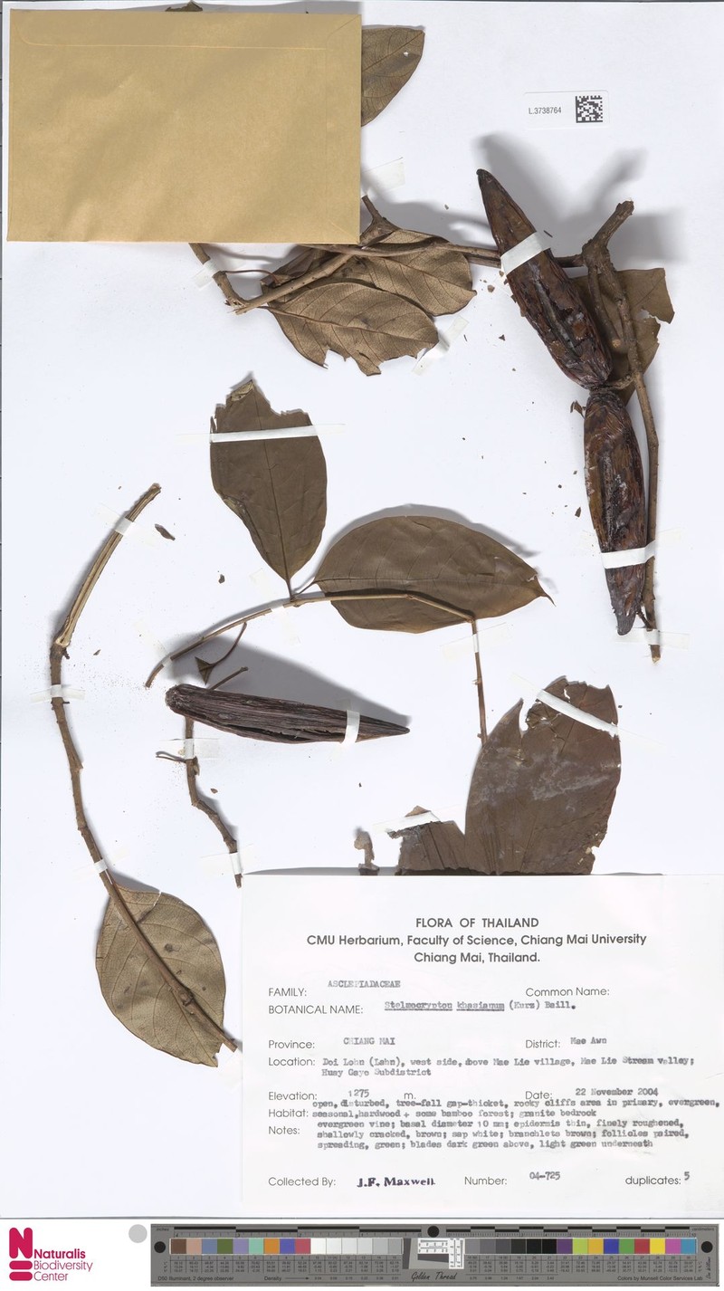 Decalepis khasiana photo 6