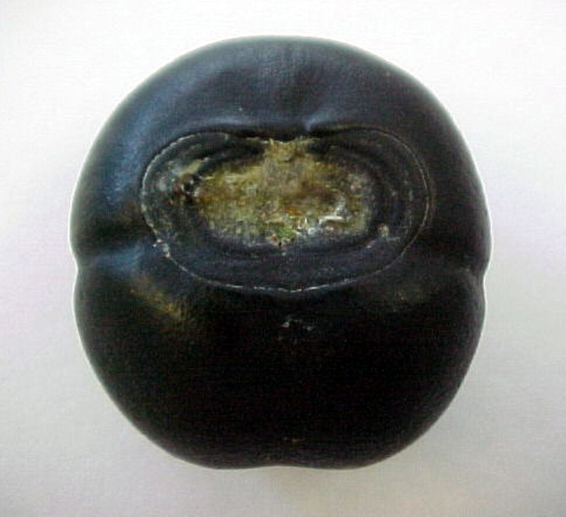 Decalobanthus discoidespermus photo 2