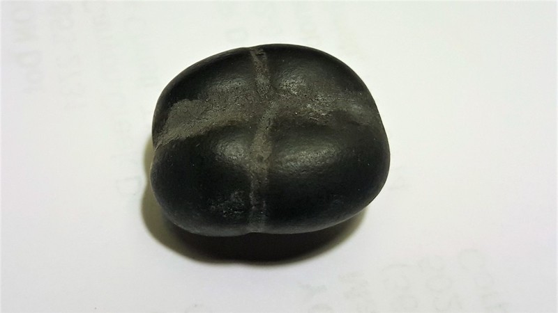 Decalobanthus discoidespermus photo 3
