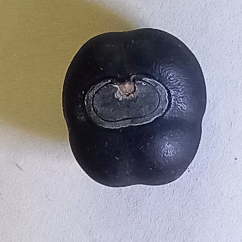 Decalobanthus discoidespermus photo 6