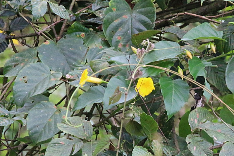 Decalobanthus discoidespermus photo 7
