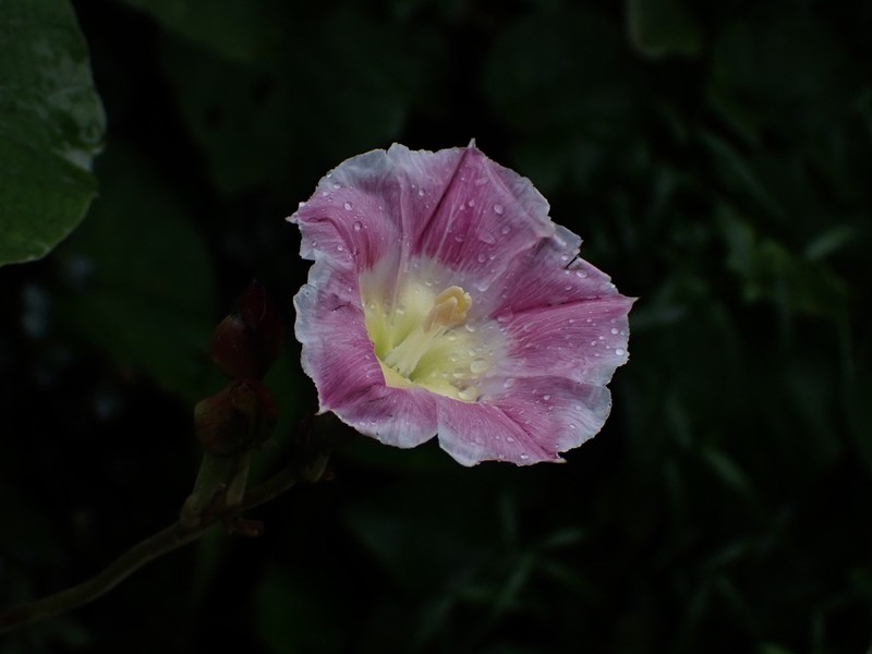 Decalobanthus distillatorius photo 5