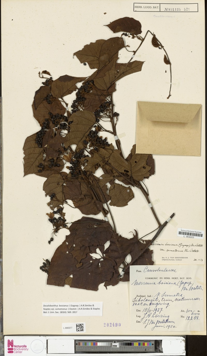 Decalobanthus ooststroomii
