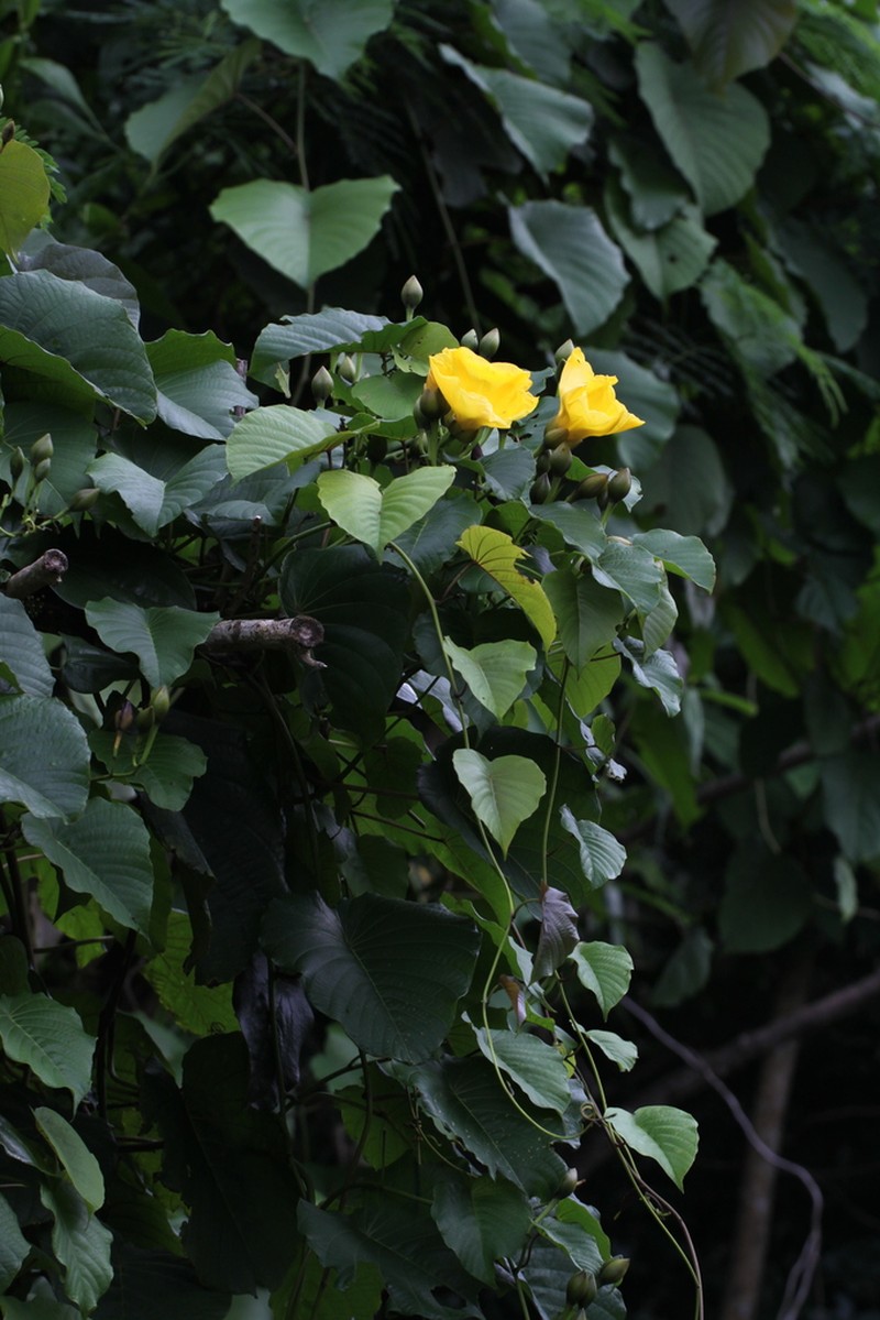 Merremia photo 2