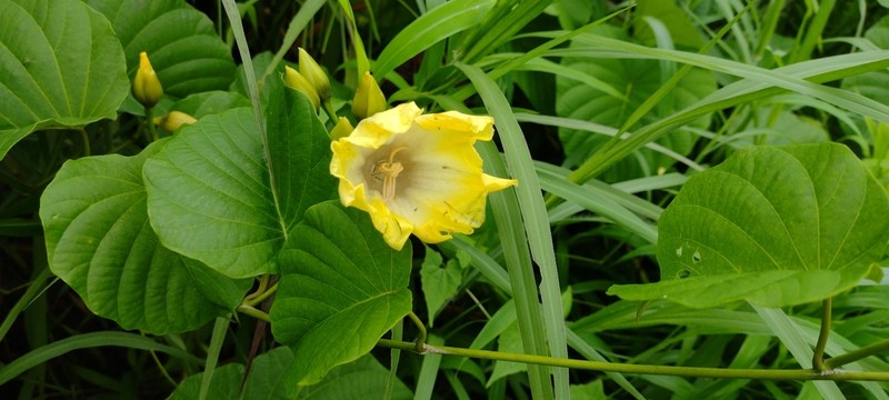 Merremia photo 5