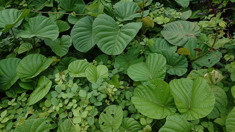 Merremia photo 7
