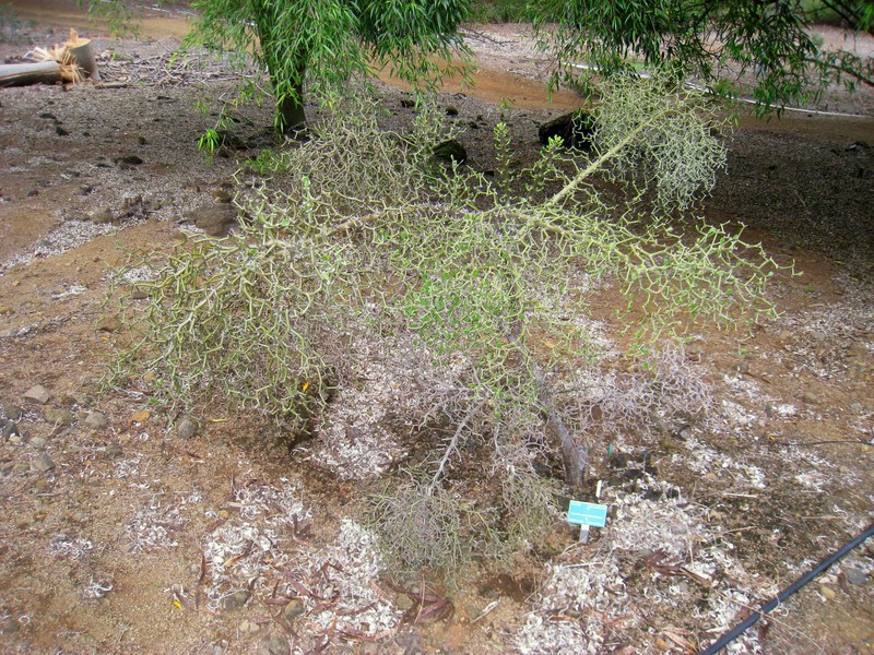 Decarya madagascariensis