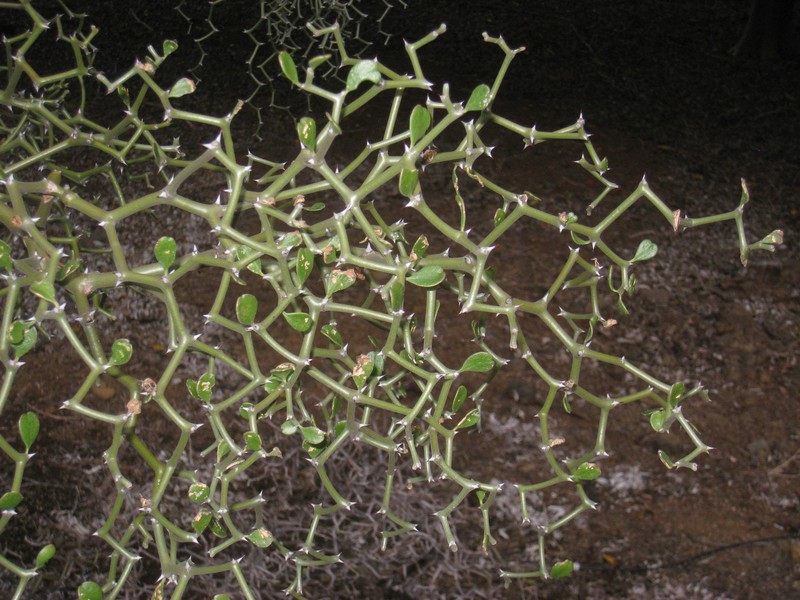 Decarya madagascariensis photo 2