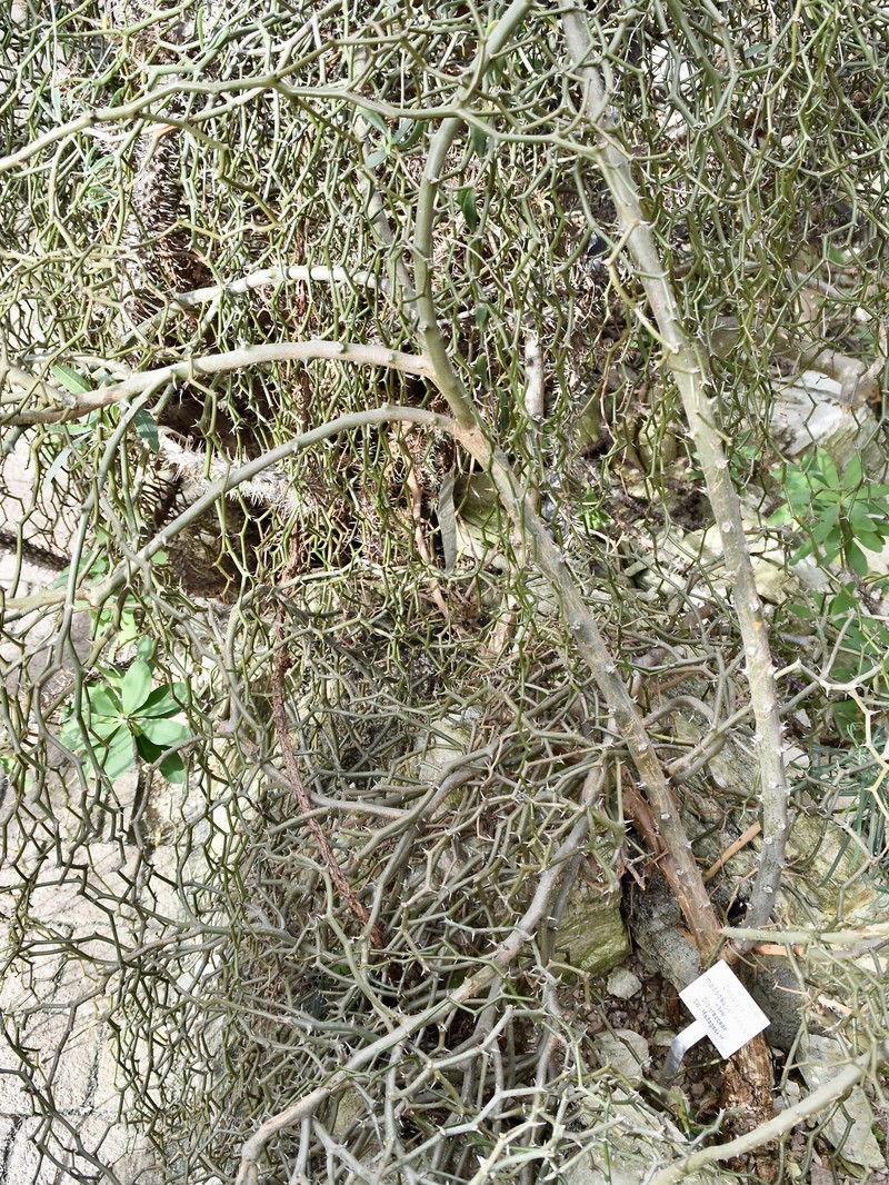 Decarya madagascariensis photo 3