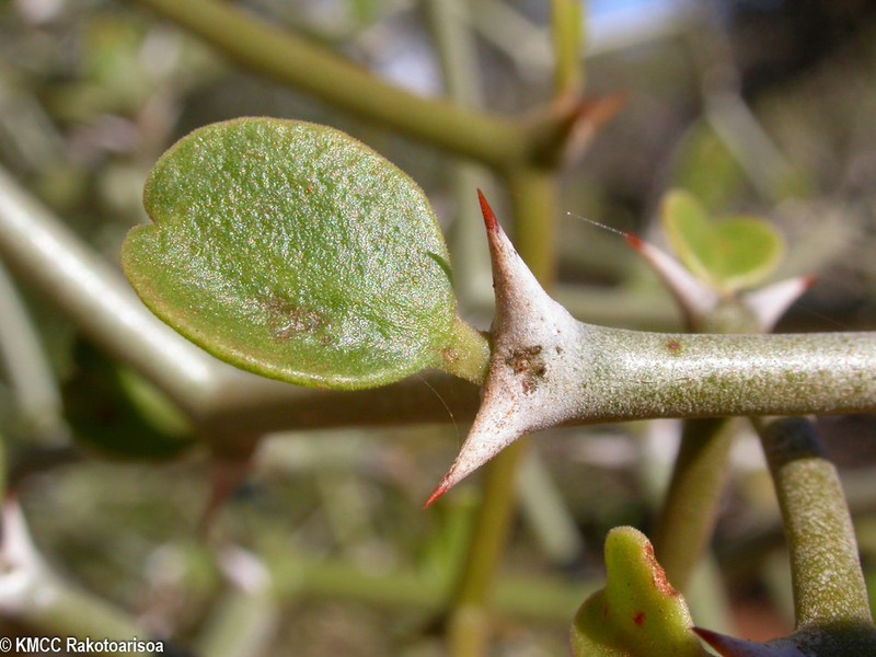 Decarya madagascariensis photo 4