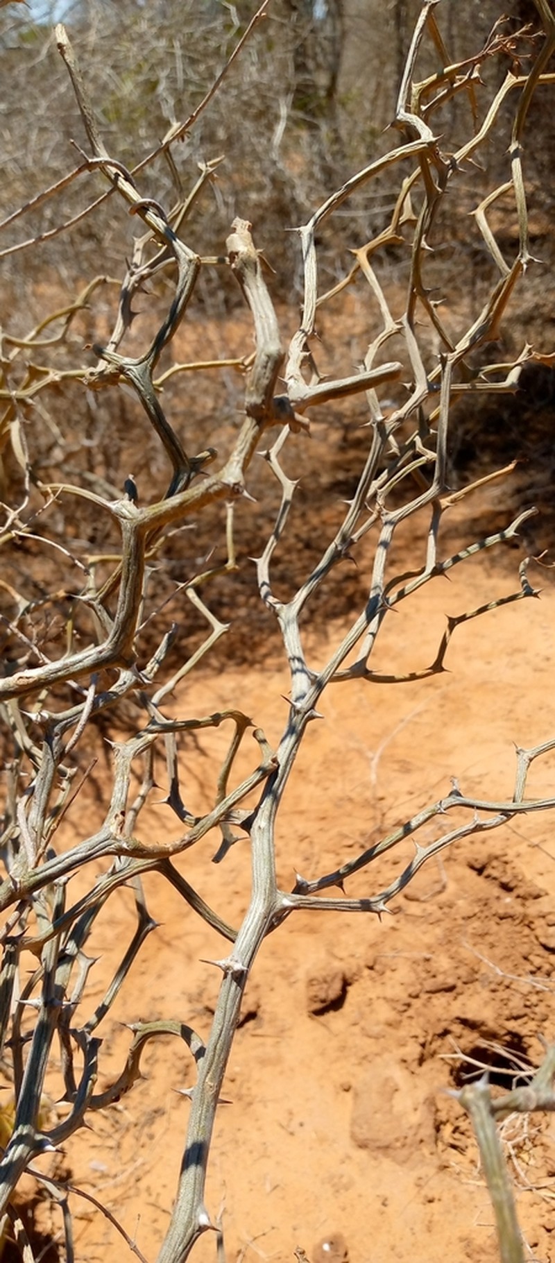 Decarya madagascariensis photo 5