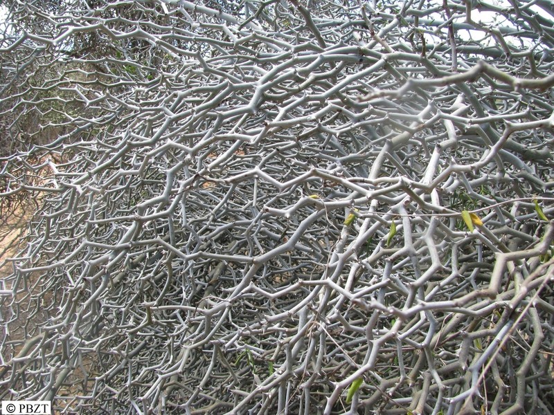 Decarya madagascariensis photo 6