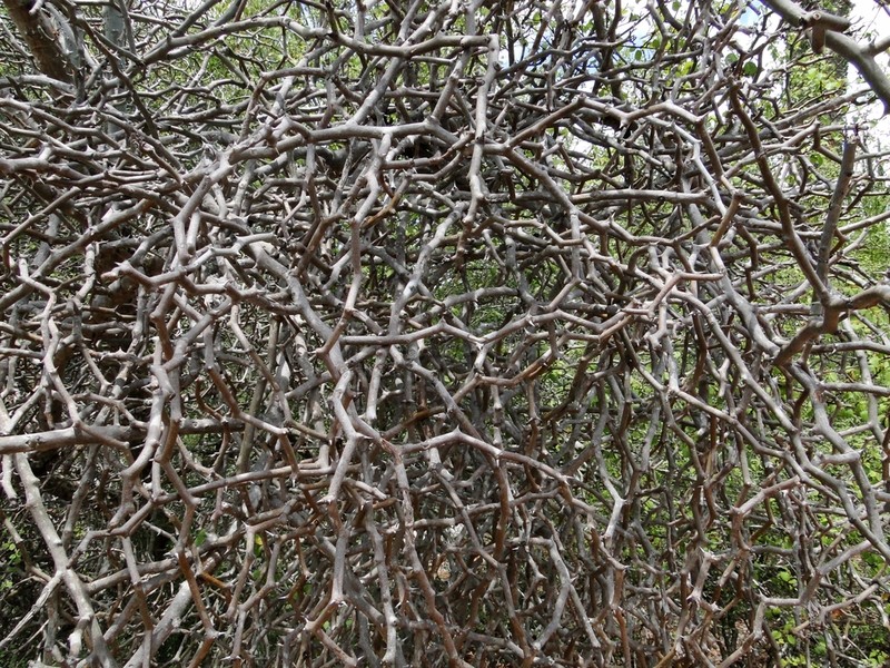 Decarya madagascariensis photo 7