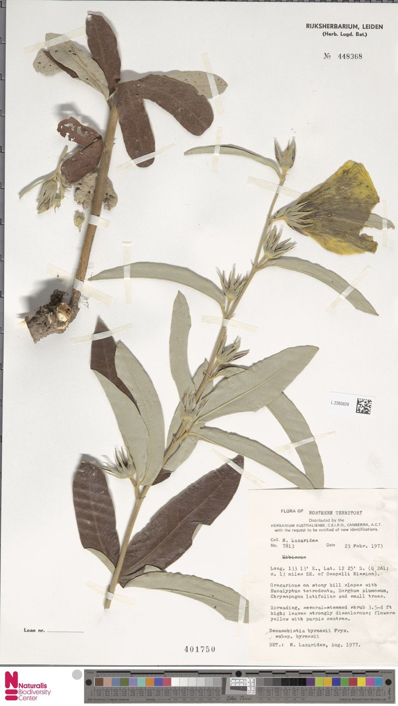 Decaschistia byrnesii subsp. byrnesii