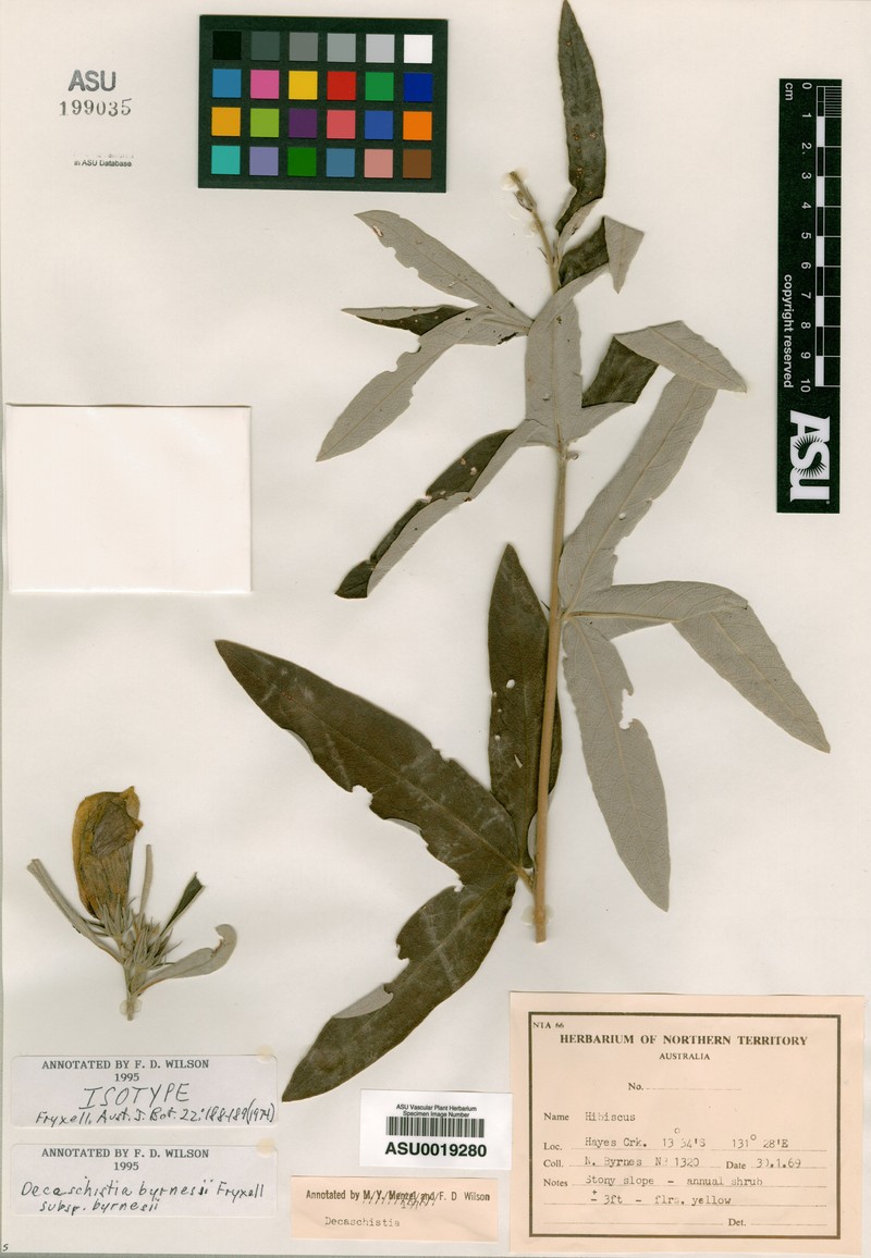 Decaschistia byrnesii subsp. byrnesii photo 2