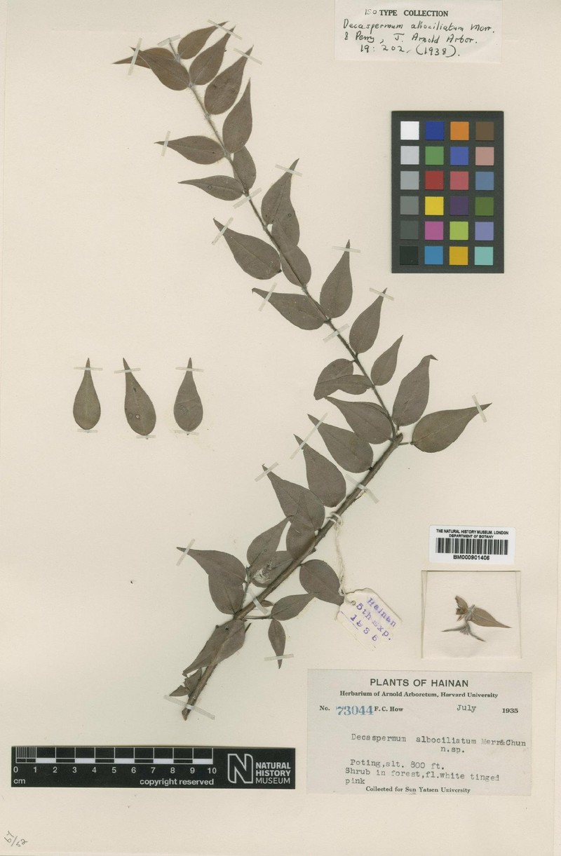 Decaspermum albociliatum
