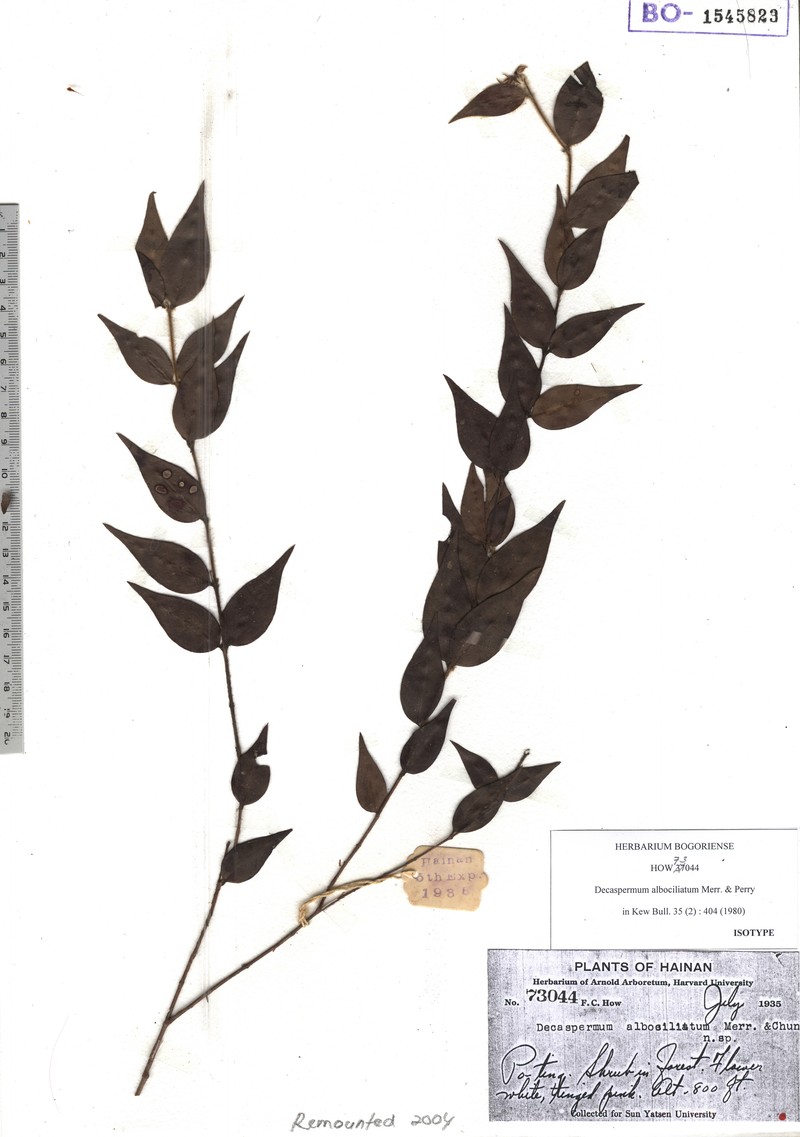 Decaspermum albociliatum photo 2