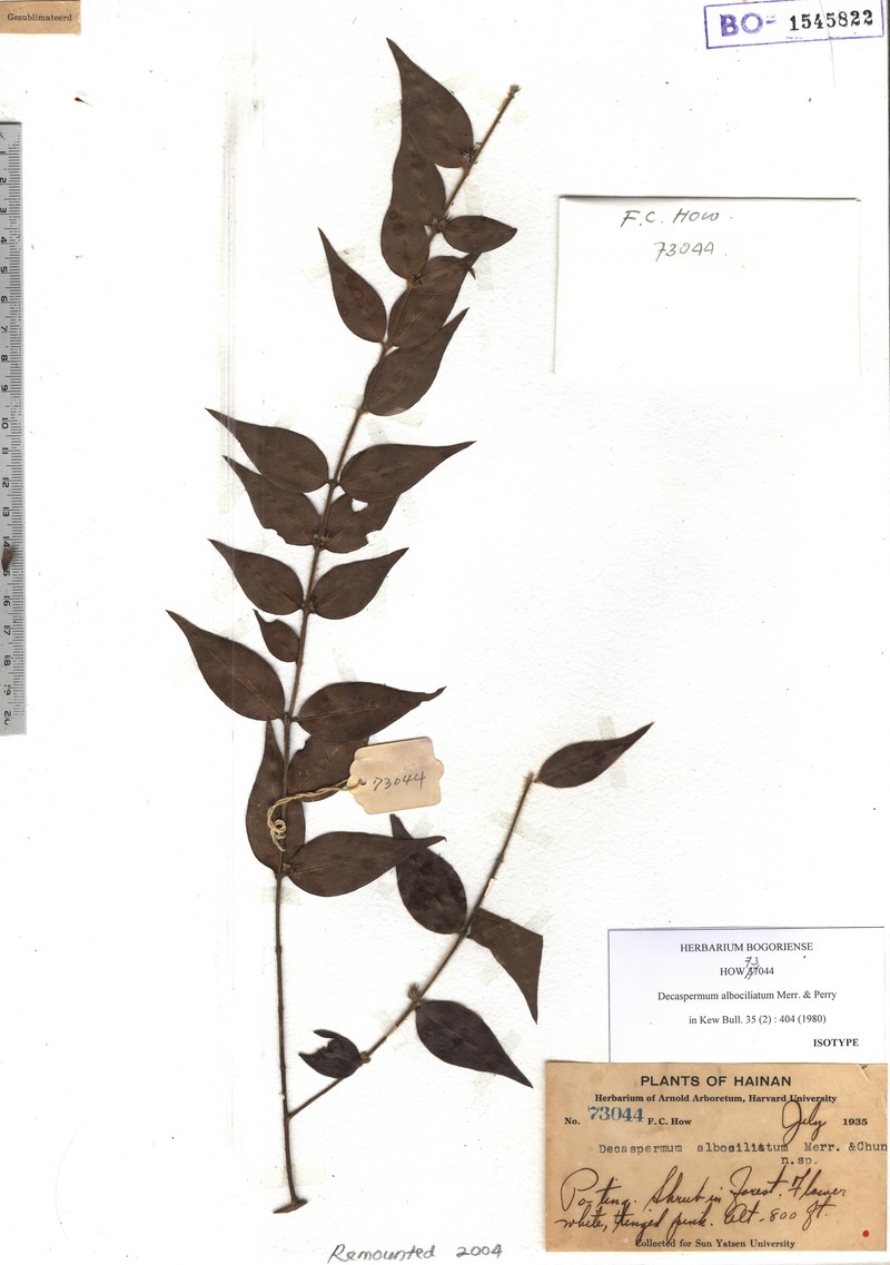 Decaspermum albociliatum photo 3