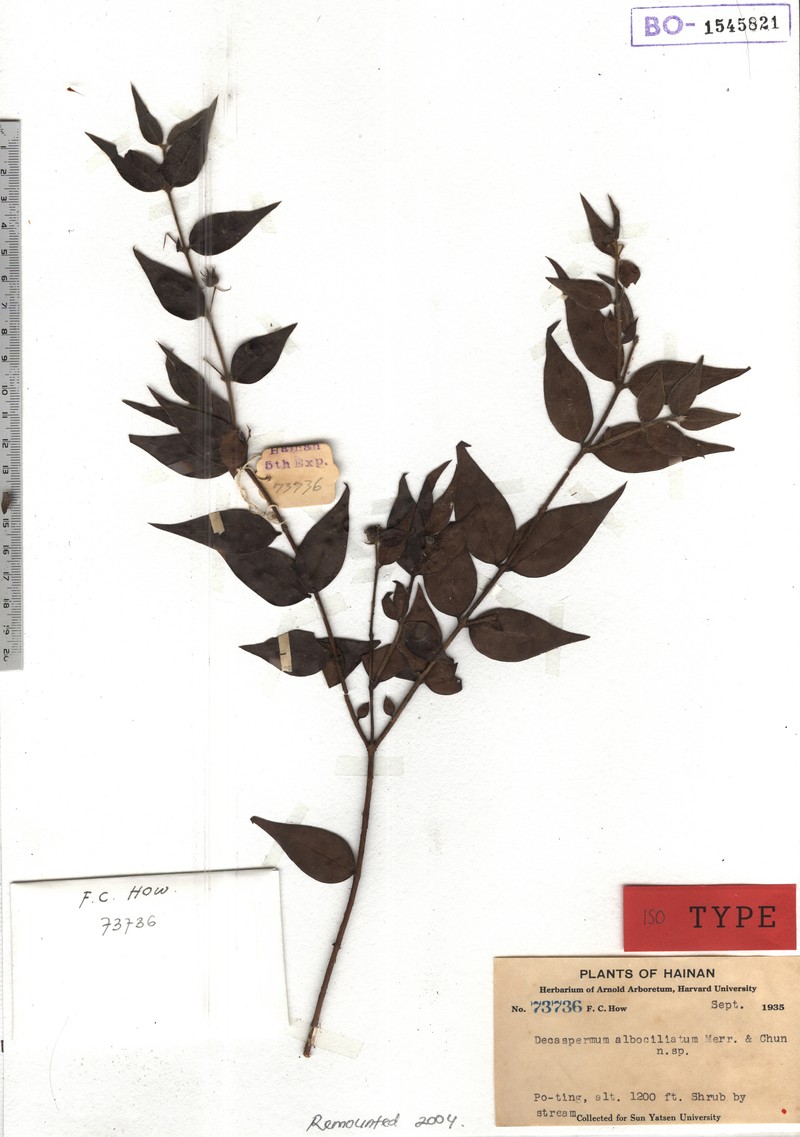 Decaspermum albociliatum photo 4