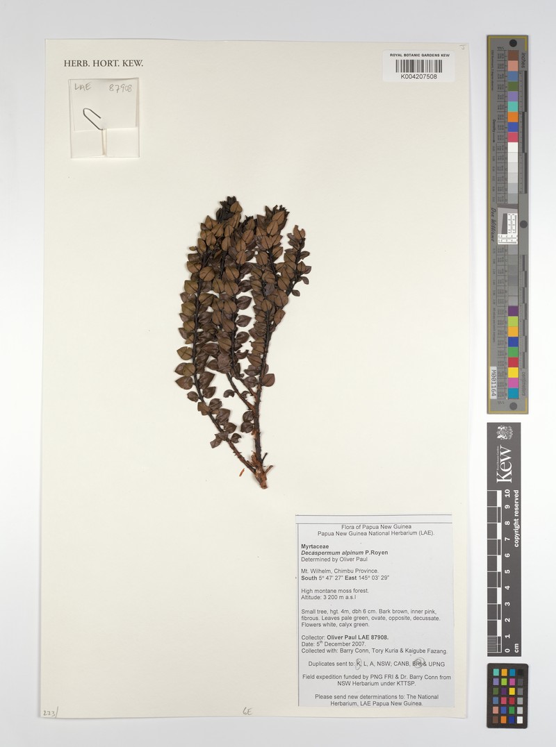 Decaspermum alpinum