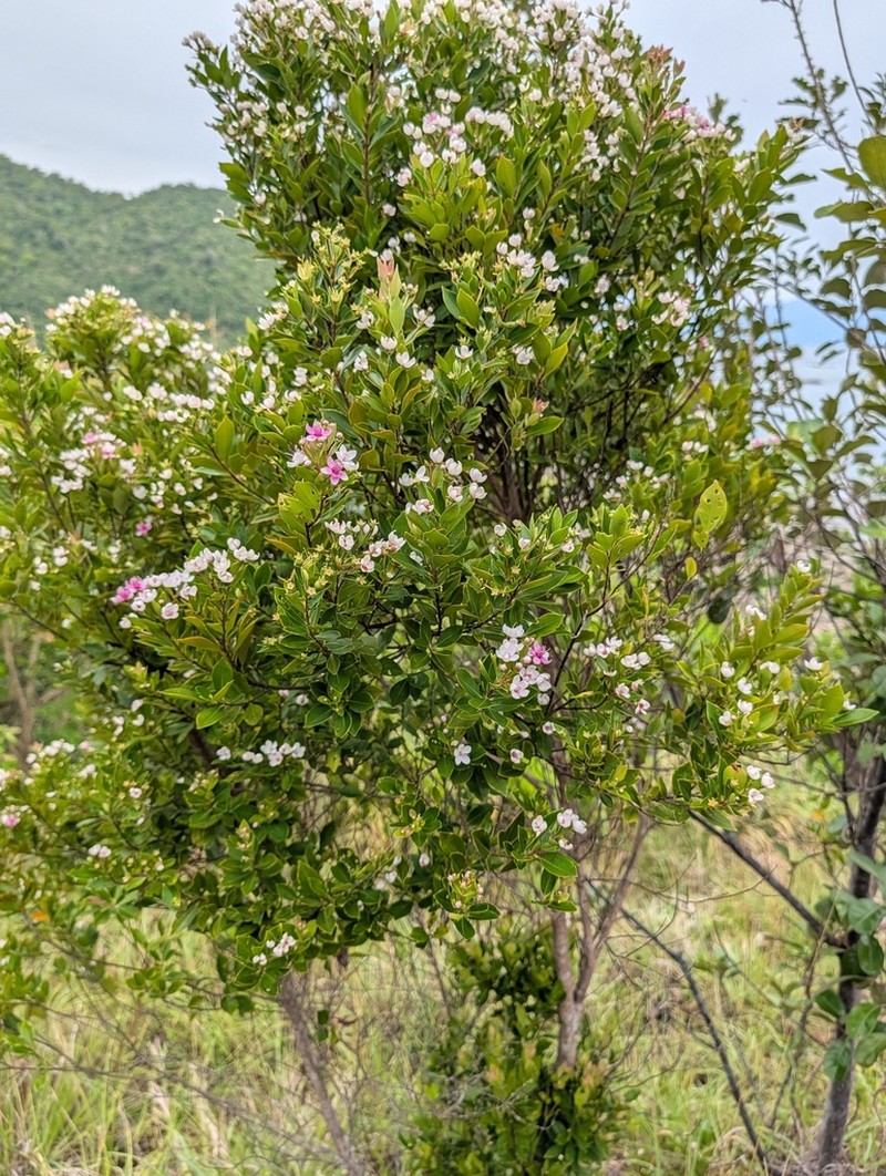 Decaspermum blancoi