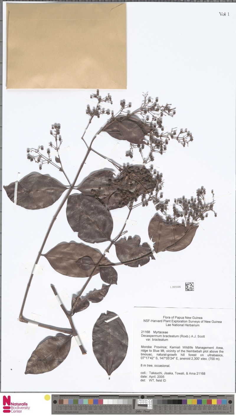 Decaspermum bracteatum var. bracteatum