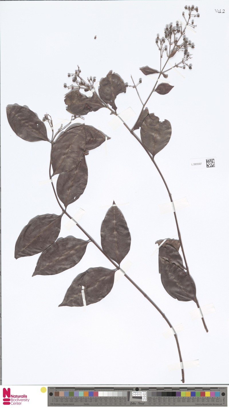 Decaspermum bracteatum var. bracteatum photo 2