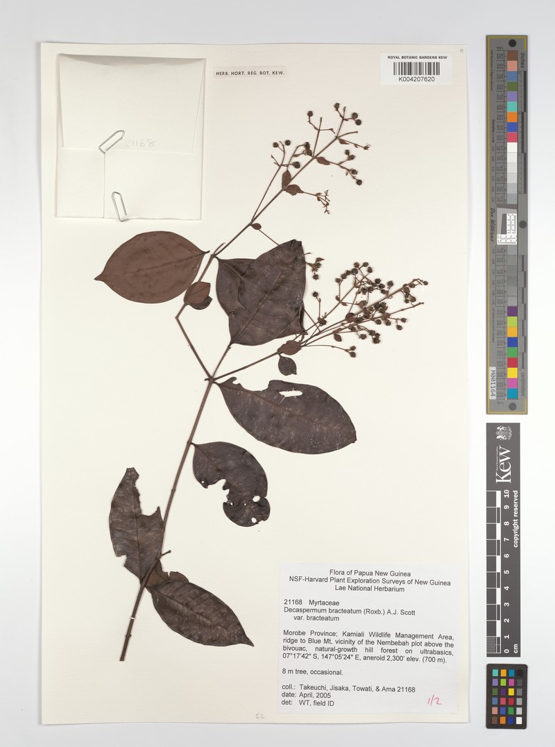 Decaspermum bracteatum var. bracteatum photo 3