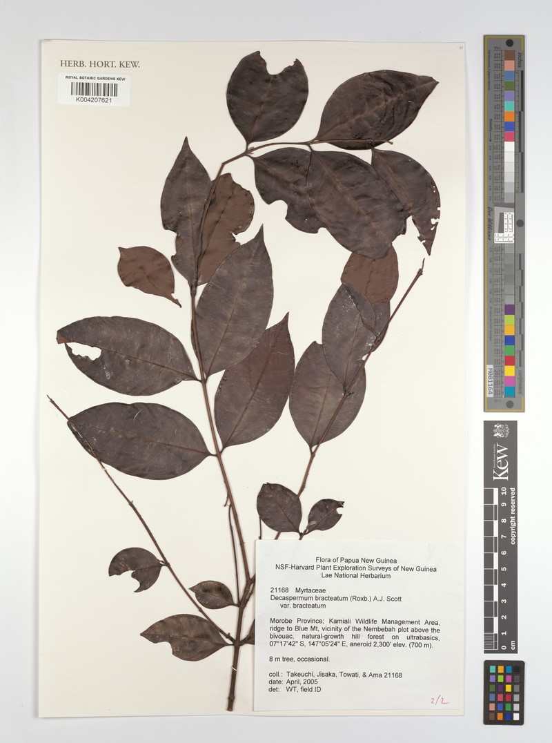 Decaspermum bracteatum var. bracteatum photo 4