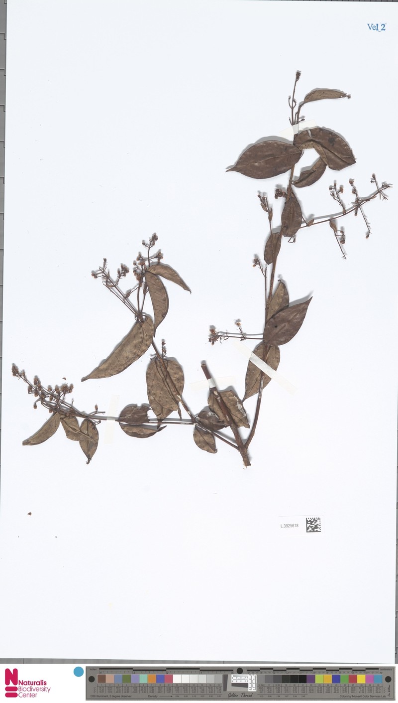 Decaspermum bracteatum var. glabrum