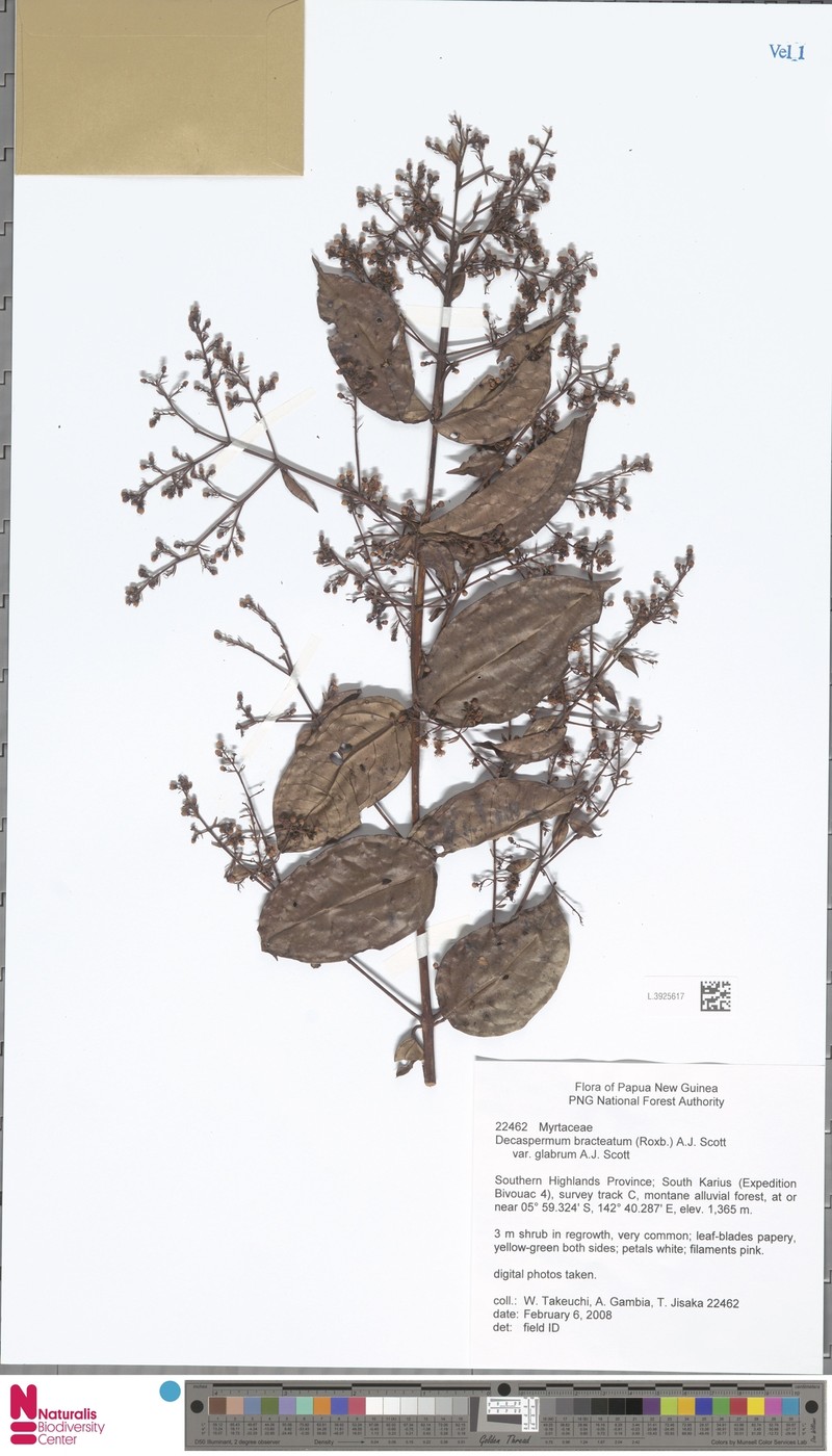 Decaspermum bracteatum var. glabrum photo 2