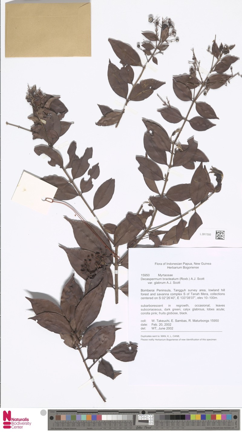 Decaspermum bracteatum var. glabrum photo 3