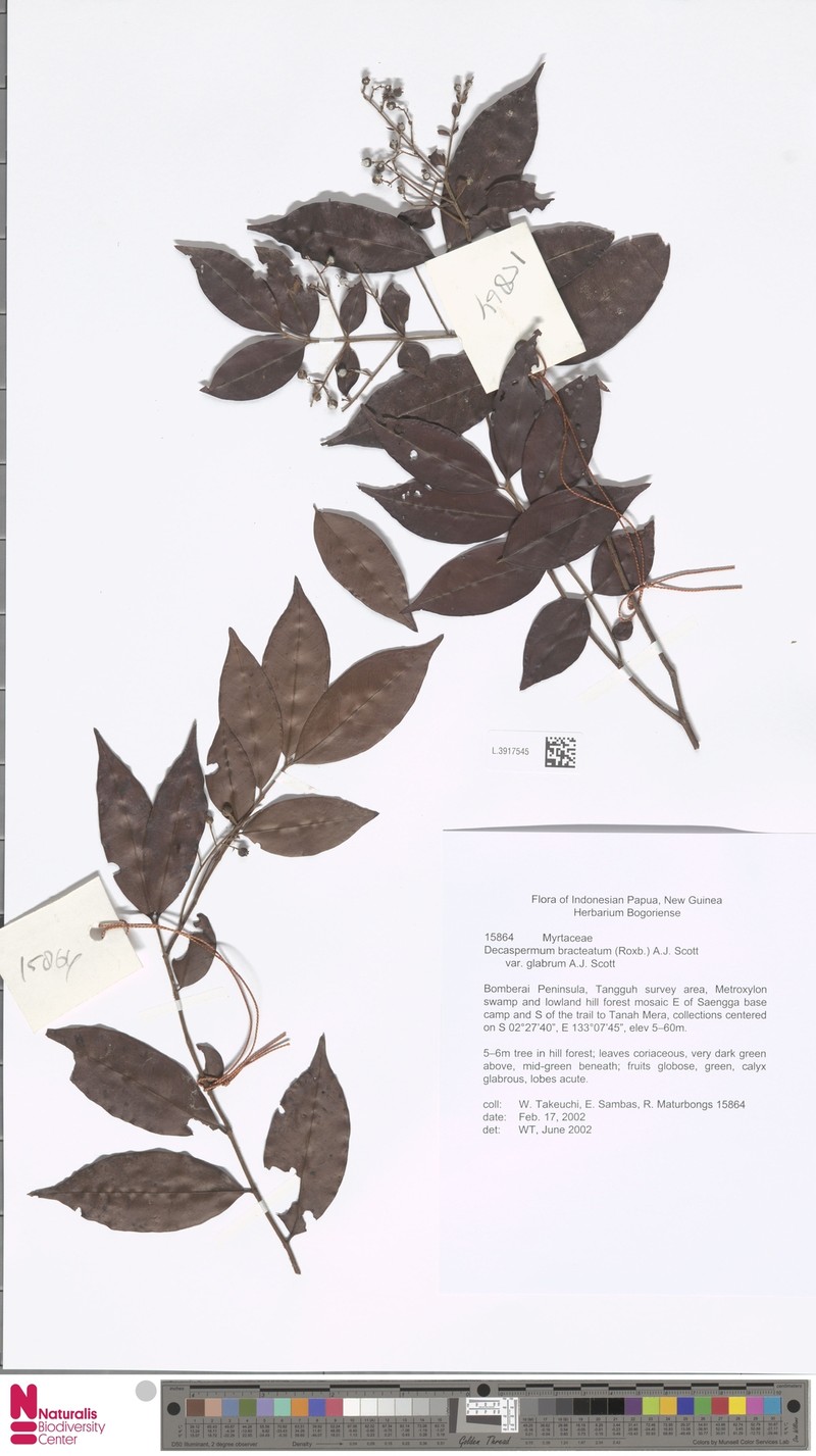 Decaspermum bracteatum var. glabrum photo 4