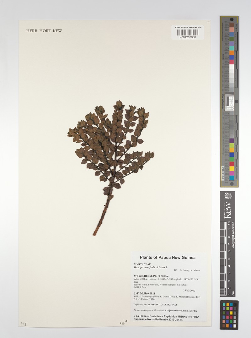 Decaspermum forbesii