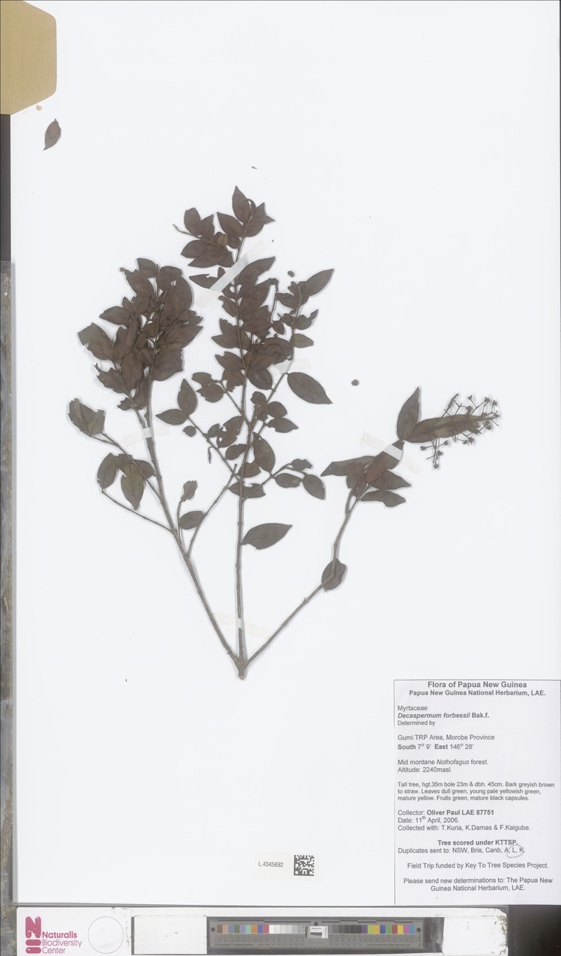 Decaspermum forbesii photo 2