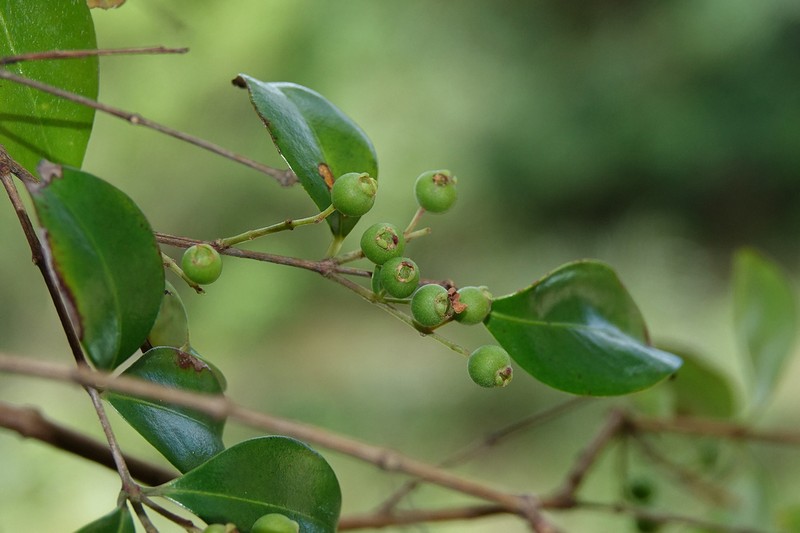Decaspermum gracilentum photo 2
