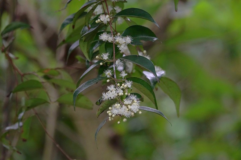 Decaspermum gracilentum photo 3