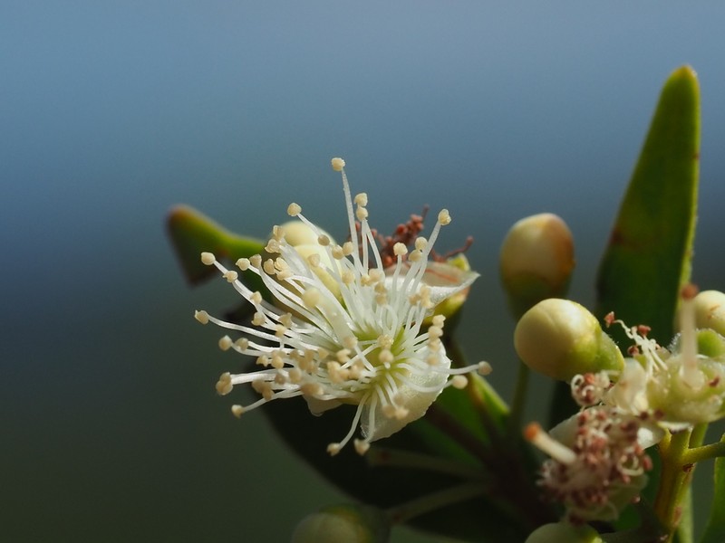 Decaspermum gracilentum photo 4