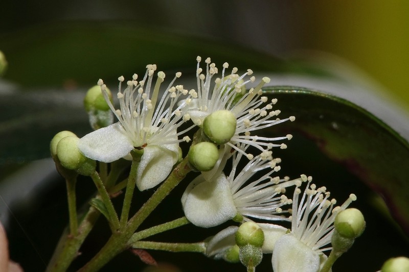 Decaspermum gracilentum photo 5