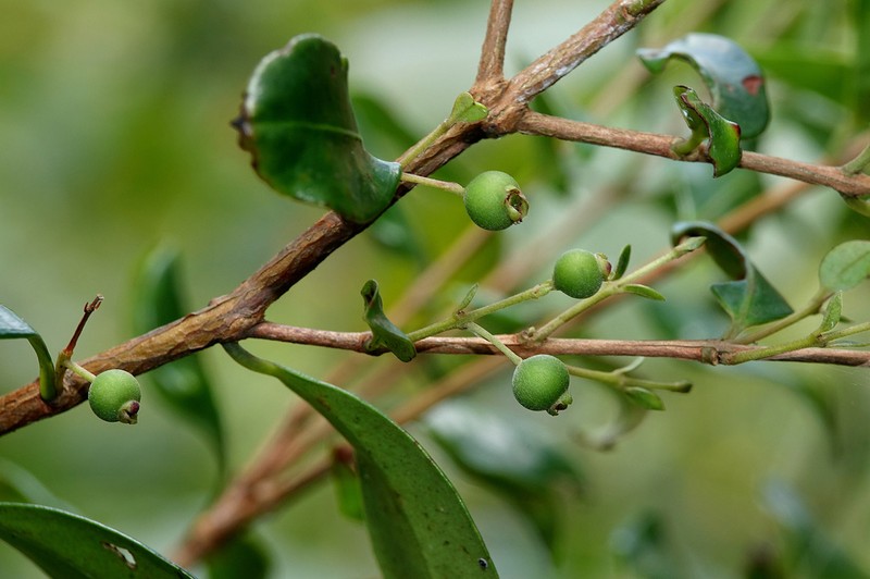Decaspermum gracilentum photo 6
