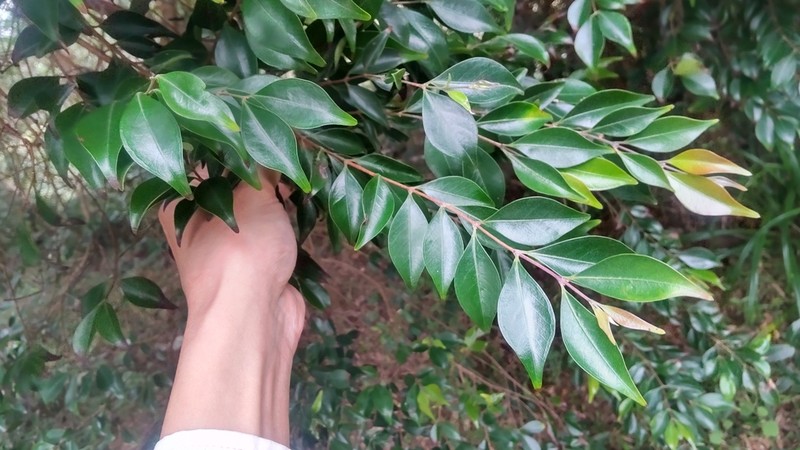 Decaspermum gracilentum photo 8