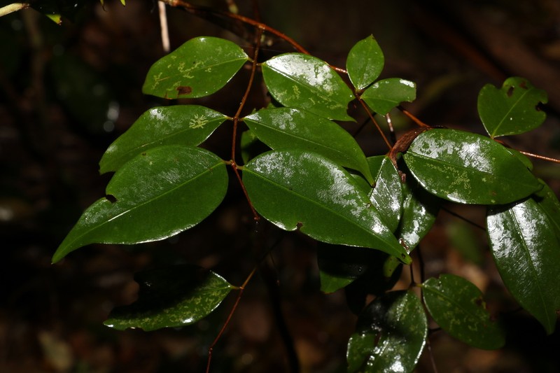 Decaspermum humile photo 2